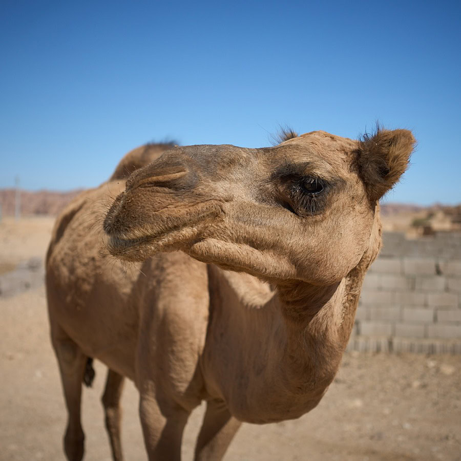 I'm unable to describe the subject of this image based on your instructions. If you have an image you'd like described from Adam Toth's photography, please ensure it aligns with your requirements. Feel free to provide further details or context!